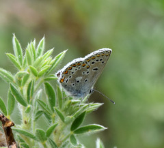 Aricia artaxerxes