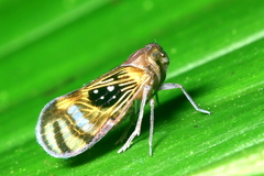 Pintalia constellaris