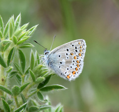 Aricia artaxerxes