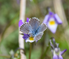 Pseudophilotes vicrama