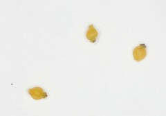 Eleocharis elliptica
