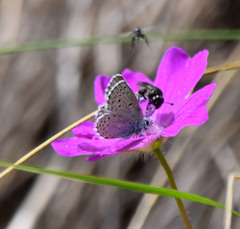 Pseudophilotes vicrama