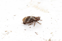 Ulopa reticulata