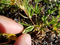 Potentilla biflora