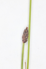 Eleocharis elliptica