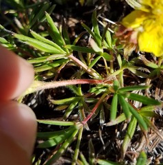 Potentilla biflora