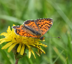 Melitaea trivia