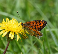 Melitaea trivia