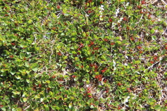 Salix nummularia