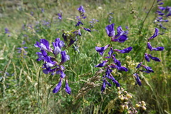Vicia onobrychioides