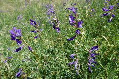 Vicia onobrychioides