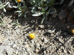 Raillardella argentea