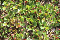 Salix nummularia