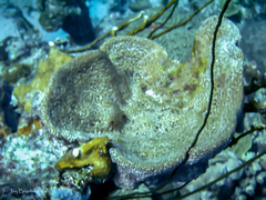Ircinia campana