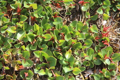 Salix nummularia