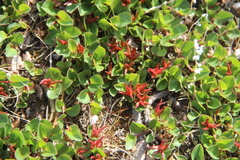 Salix nummularia
