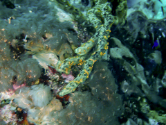 Parazoanthus swiftii