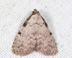 Dyspyralis puncticosta