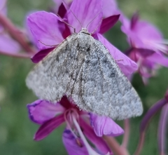 Gnophini