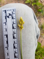 Carex adusta