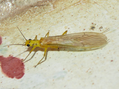 Anacroneuria