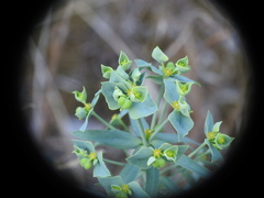 Euphorbia seguieriana