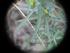 Euphorbia seguieriana