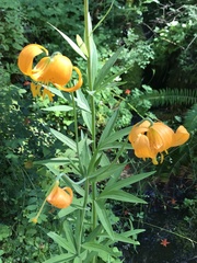 Lilium pardalinum wigginsii