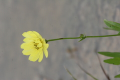 Pyrrhopappus pauciflorus