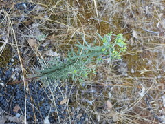 Euphorbia seguieriana
