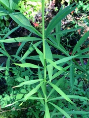 Lilium pardalinum wigginsii