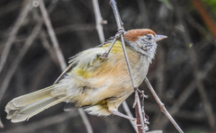 Hylophilus amaurocephalus