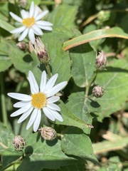 Eurybia chlorolepis