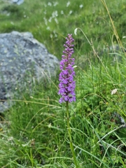 Gymnadenia densiflora