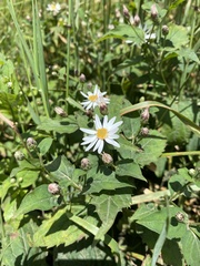Eurybia chlorolepis