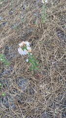 Collomia grandiflora