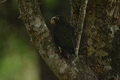 Pionus senilis