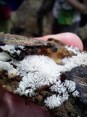 Ceratiomyxa fruticulosa fruticulosa