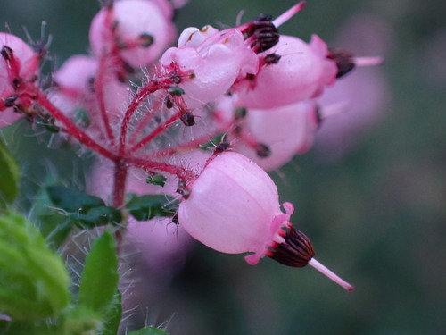 Image of Eyelash Heath (Erica aneimena) by (c) Ren Hoekstra, some rights reserved (CC BY)