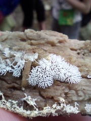 Ceratiomyxa fruticulosa fruticulosa