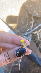 Hesperolinon tehamense