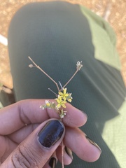 Hesperolinon tehamense