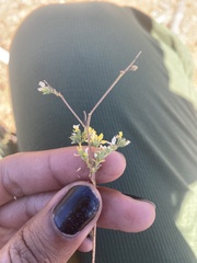 Hesperolinon tehamense