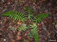 Polystichum chilense
