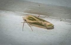 Earias huegeliana
