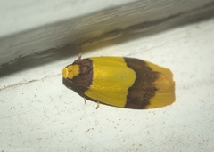 Heterallactis euchrysa