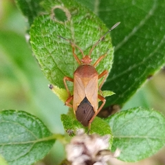 Hypselonotus orientalis