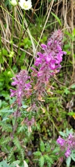 Pedicularis verticillata