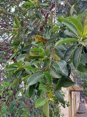 Ficus monckii