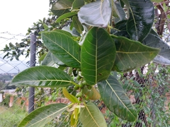 Ficus monckii